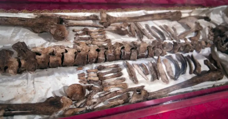 Exhibirán esqueleto de San / São Francisco de Asís en altar papal