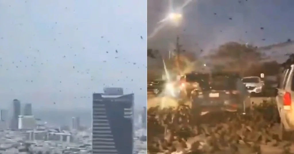 Imagen del video falso de que una nube de cuervos invadieron esta semana a Israel, el video es montaje y falso y no tiene nada que ver con una profecía bíblica