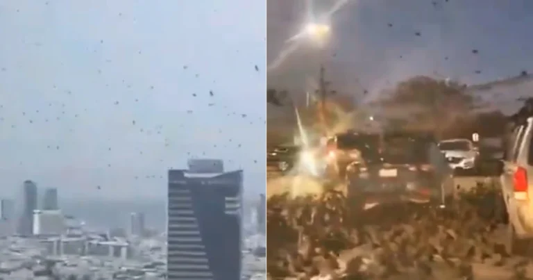 Imagen del video falso de que una nube de cuervos invadieron esta semana a Israel, el video es montaje y falso y no tiene nada que ver con una profecía bíblica