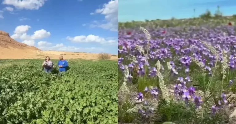 El desierto de Judea, en Israel, está sorprendiendo a visitantes y expertos con un inusual florecimiento de flores silvestres y vegetación baja que ha transformado